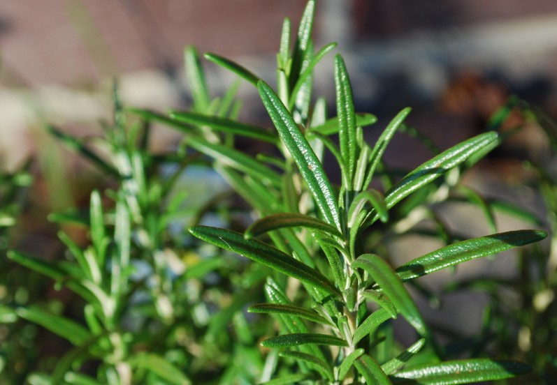 Розмарин на кухне: как использовать специю, чтобы блюда заиграли вкусом и ароматом