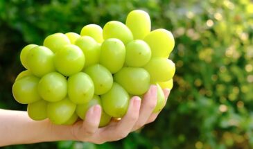 «Шайн Мускат» — яд или вкусняшка? Разбираем мифы о самом модном винограде