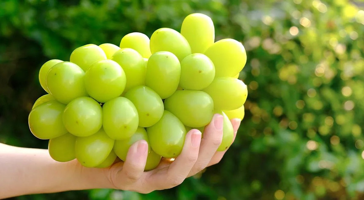 «Шайн Мускат» — яд или вкусняшка? Разбираем мифы о самом модном винограде