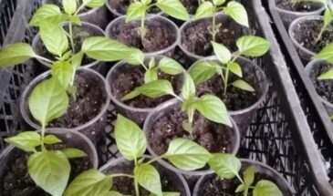 Толстостебельная рассада томатов и перцев без химии: как вырастить крепкие растения даже в пасмурной квартире