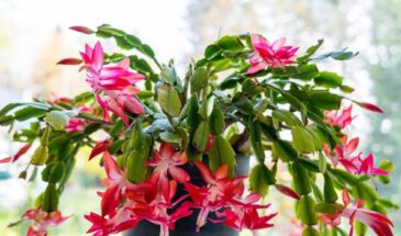 Почему декабрист не цветёт? Простой раствор, который запускает закладку бутонов