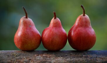 Здоровье и спокойствие в одной груше — простое средство от жара, стресса и расстройства желудка