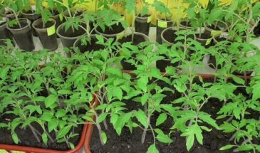 Когда сажать томаты на рассаду в 2026 году — советы Лунного календаря, которые не дадут урожаю пропасть