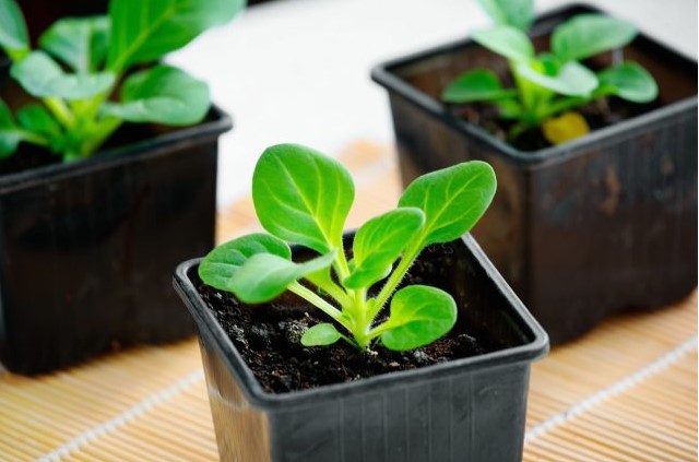 Что сеять на рассаду в январе 2026: календарь для дачников и советы агронома