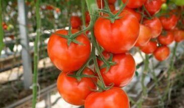 Грядка превращается в красный лес: как заставить томаты расти как сумасшедшие простым способом