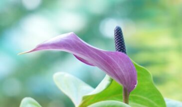 Мирная лилия задыхается в горшке: как понять, что спатифиллум пора делить