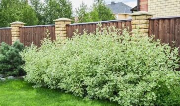 Соседи удивятся: как превратить забор в элемент ландшафтного дизайна с помощью простых посадок