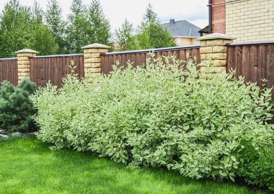 Соседи удивятся: как превратить забор в элемент ландшафтного дизайна с помощью простых посадок