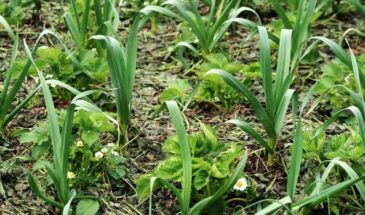 Что будет, если посадить чеснок рядом с клубникой: проверенный способ защитить урожай и повысить сладость ягод