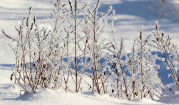 12 января — Анисьин день: традиции, приметы и что нельзя делать в этот зимний праздник