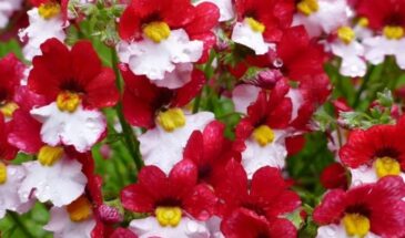 Немезия зобовидная — цветок с фруктовым ароматом для клумбы, балкона и кашпо