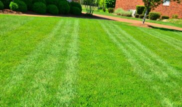 Почему весной газон теряет зелень: 5 скрытых причин и как вернуть ему здоровый вид