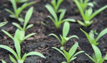 В феврале будет поздно: что сеять в январе, чтобы летом собрать урожай мечты — хитрость опытных дачников