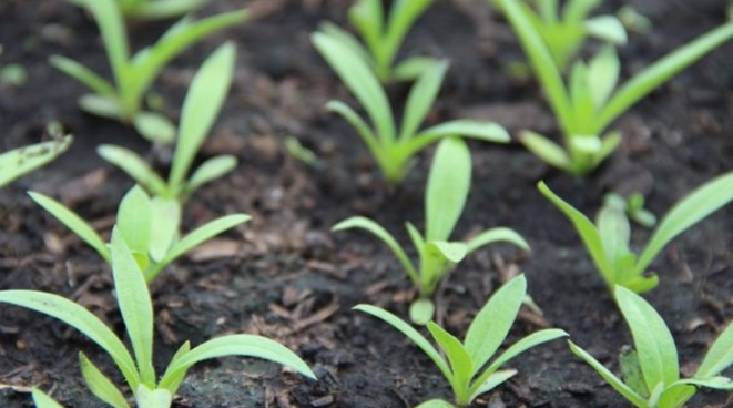 В феврале будет поздно: что сеять в январе, чтобы летом собрать урожай мечты — хитрость опытных дачников