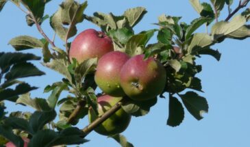 Что делают опытные дачники с яблонями в январе, чтобы собрать урожай в три раза больше — новички даже не догадываются