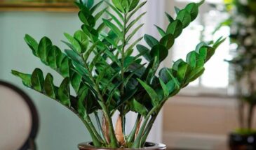 Как заставить замиокулькас активно расти: чудо-подкормка преобразит растение на глазах