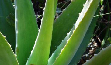 Как использовать алоэ для здоровья и красоты: 5 простых способов, о которых многие не знают