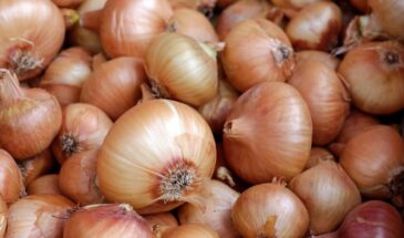 Три сорта лука, которые не гниют всю зиму: сладкие, плотные и без горечи — проверено годами!