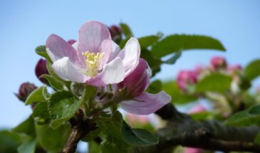 Яблоня цветёт, но не плодоносит? Вот почему — и как быстро исправить ситуацию!