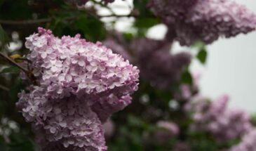 7 гортензий, от которых невозможно отвести взгляд — цветут всё лето и меняют оттенки как по волшебству!