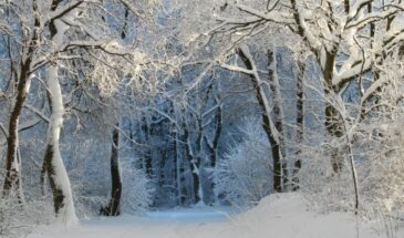 Кто такой преподобный Паисий Святогорец — и почему его память особенно чтут 13 января