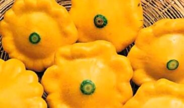 Кабачки или патиссоны — что посадить, чтобы не разочароваться? Главные отличия, о которых молчат дачники