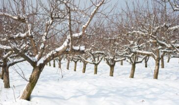Секатор в январе решает всё: одна ошибка — и весной сад останется без урожая