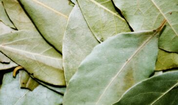 Перед уборкой кипячу лавровый лист — и ковёр становится как новый! Лайфхак от свекрови, который работает лучше химии