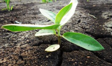 Без навоза и без овсянки: купил пачку за 25 рублей — и вся земля ожила! Повторяю каждый год