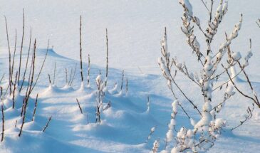 Как привлечь удачу и достаток на весь год: что нужно сделать в Васильев день 14 января