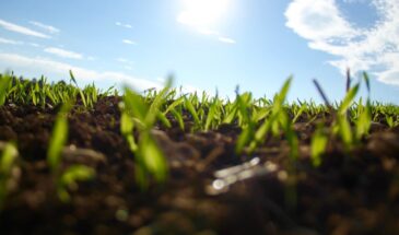 Одна щепотка — и урожай пропал! Как ошибка с микроэлементами убивает грядки незаметно