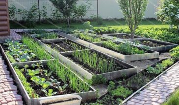 Простой рецепт от луковой и морковной мухи — и заодно подкормка для грядки