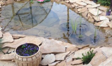 Мутный пруд и запах тины? Вот как очистить воду на даче без хлора и вреда для природы