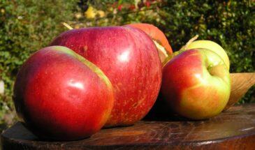 Кожура слетает сама! Как за 1 минуту почистить килограмм яблок — лайфхак, о котором молчат хозяйки