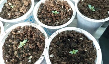 Секрет стопроцентных всходов эустомы: сейте в январе — зацветет уже этим летом!