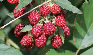 Не обрезайте малину — прищипните! Один простой жест в июле удвоит урожай уже следующим летом