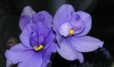 Одна ампула из аптеки — и фиалка зацвела, как в рекламе! Цветоводы ошарашены от простого лайфхака