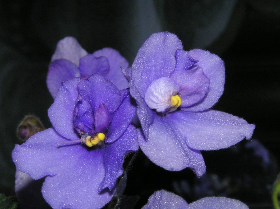 Одна ампула из аптеки — и фиалка зацвела, как в рекламе! Цветоводы ошарашены от простого лайфхака