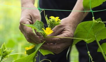 Покупал пучковые огурцы 15 раз — и только теперь понял, какие семена действительно работают