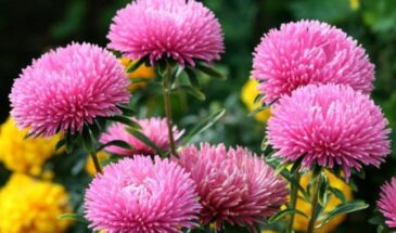 Посадите астры под зиму — и они зацветут раньше, станут крепче и не потребуют хлопот весной