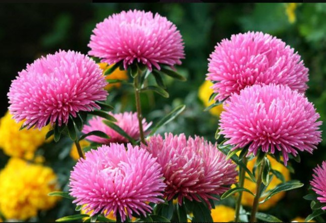 Посадите астры под зиму — и они зацветут раньше, станут крепче и не потребуют хлопот весной