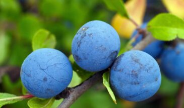 Слива не плодоносит? За 3 шага в ноябре — и урожай через год! Больше никаких пустых веток