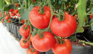 Срываешь — и текут соки: эти томаты слаще фруктов и дачники сажают их на каждой грядке