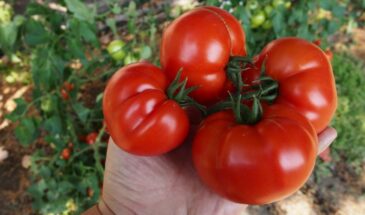 Урожай ломает ящики! Томаты для теплицы в 2026 году, которые плодоносят без остановки — сажайте эти гибриды!