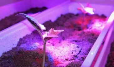 Ваша квартира убивает растения! Почему зимой листва сохнет — и как спасти цветы за 3 простых шага