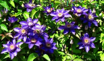 Клематис «Мульти Блю» — сапфировый водопад на вашем заборе! Цветёт без хлопот даже в тени