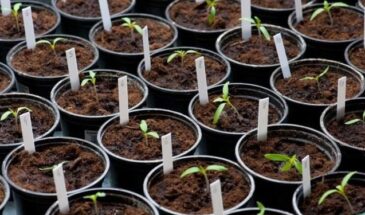 Когда пикировать рассаду в марте 2026 — не пропустите лучшие дни! Ошибётесь — и урожай сгорит