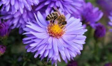 Хотите в 2 раза больше урожая? Посадите это растение — пчёлы прилетят сами!