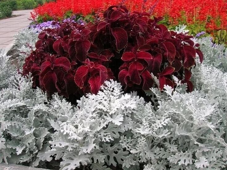 Цинерария серебристая — как вырастить неприхотливую «серебряную» красавицу для бордюров и клумб