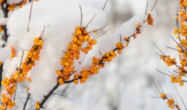 Ягоды под снегом: 9 растений, которые радуют глаз и кормят птиц всю зиму